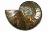 Cut & Polished Ammonite Fossil (Half) - Madagascar #377616-1